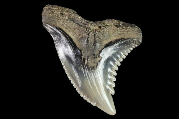 Hemipristis Shark Tooth Fossil - Virginia #96690